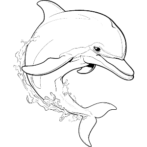 Dolphin Side View