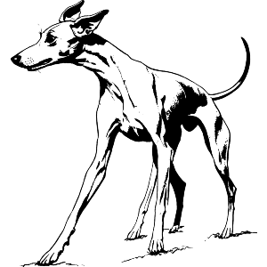 Italian Greyhound