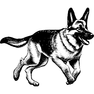 Joyful German Shepherd in Full Stride