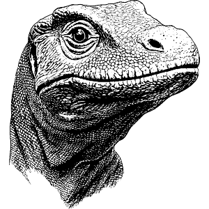 Komodo Dragon Portrait