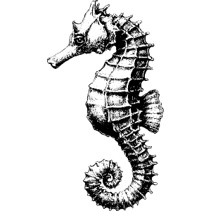 Seahorse Side View