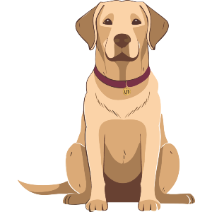 Sitting Labrador 