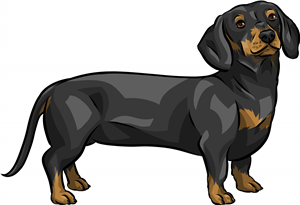 Dachshund