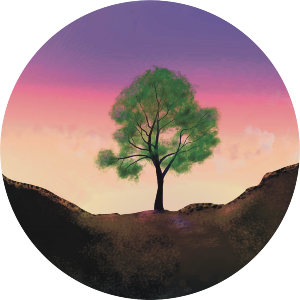Sycamore Tree At Sunset