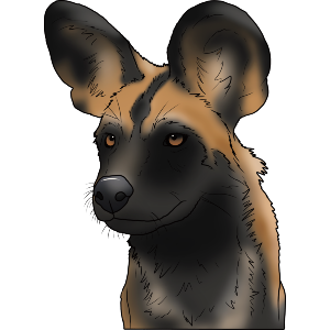 African Wild Dog Face