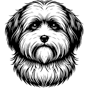 Havanese