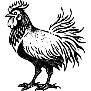 Farmyard Rooster