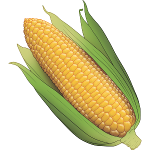Corn On The Cob