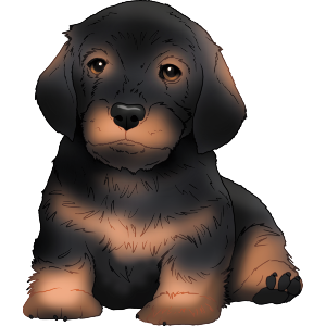 Dachshund Puppy