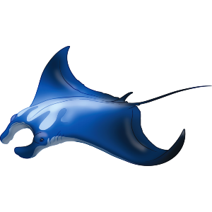 Manta Ray