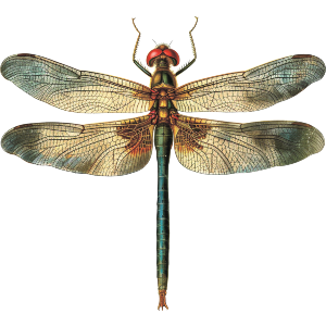 Open Winged Dragonfly
