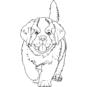 St Bernard Puppy Dog