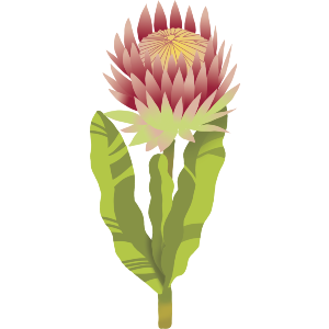 Protea Exotic Flower