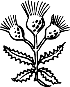 Thistle