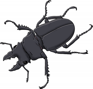 Stag Beetle