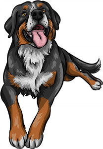 Bernese Mountain Dog
