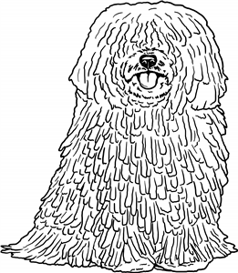 Puli Dog