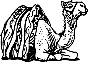 Sitting Camel