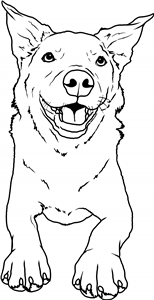 Australian Cattle Dog