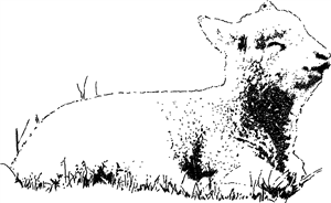 Lamb Sitting On Grass