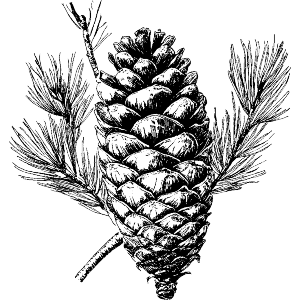 Single Pinecone