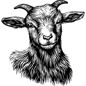 Baby Goat Portrait