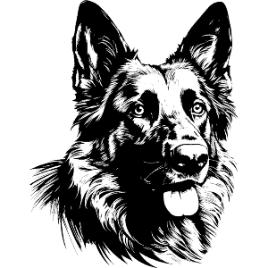 German Shepherd 
