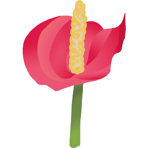 Red Anthurium Tropical Flower