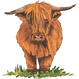 Highland Cow