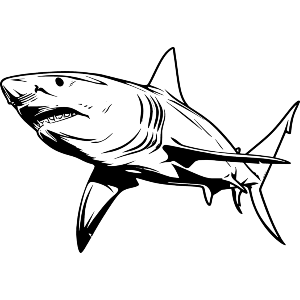 Shark Predator