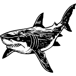 Sketchy Shark