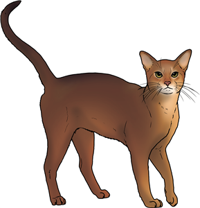 Abyssinian Cat