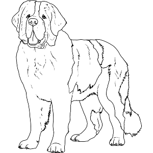 St Bernard Dog Standing