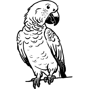 Parrot African Grey