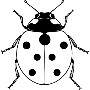 Ladybird