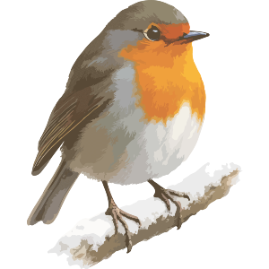Robin Bird on a Snowy Winter Branch