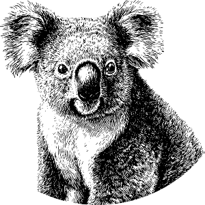 Koala Portrait