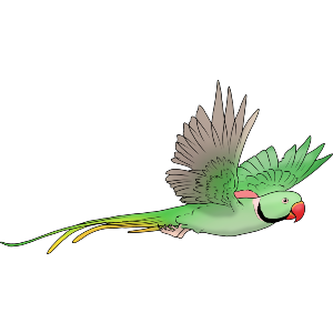 Alexandrine parakeet