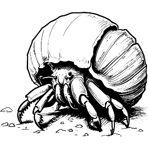Hermit Crab Crawling On Beach