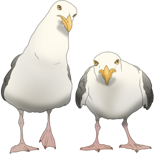 Grumpy Seagulls