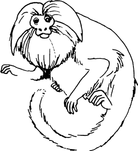 Marmoset Monkey