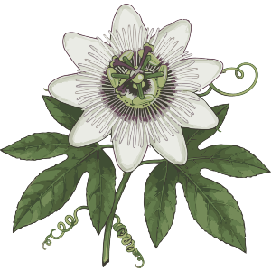 Beautiful Passion Flower