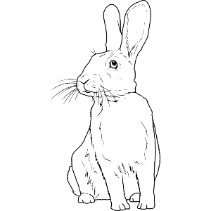 Sitting Rabbit