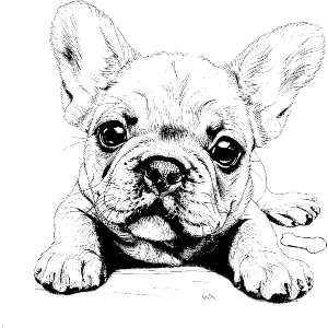 French Bulldog Puppy Laying Down with Bone