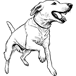 Labrador Running