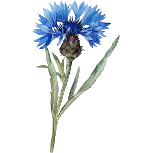 Single Cornflower