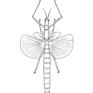 Stick Insect