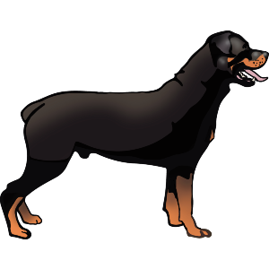 Rottweiler Dog Standing