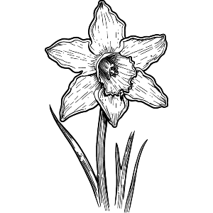 Welsh Daffodil