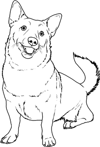 Swedish Vallhund Dog